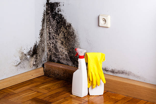 Best Attic Mold Removal  in Homeacre Lyndora, PA